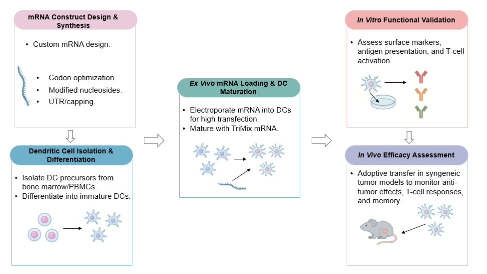 The workflow of the mRNA-loaded DC development service. (Creative Biolabs Original)